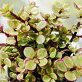 Rainbow Variegated Elephant Bush Dwarf Jade Plant Cuttings – 2 Unrooted 4-Inch Portulacaria afra Variegata Houseplants
