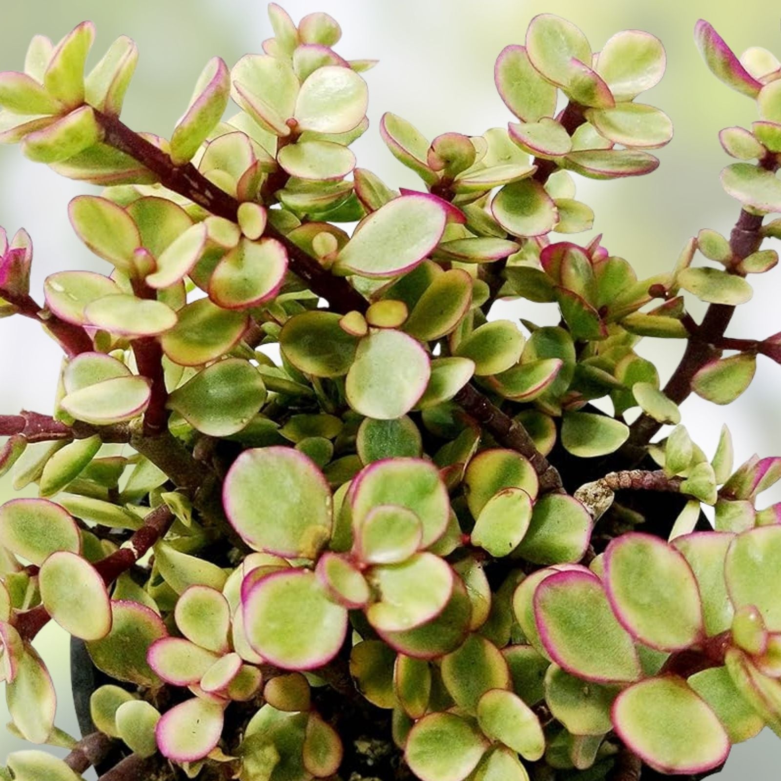 Rainbow Variegated Elephant Bush Dwarf Jade Plant Cuttings – 2 Unrooted 4-Inch Portulacaria afra Variegata Houseplants