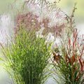 Switchgrass Seeds 1,000 Count - Fast Growing Prairie Grass - Panicum virgatum - Native Ornamental Grass for Landscaping