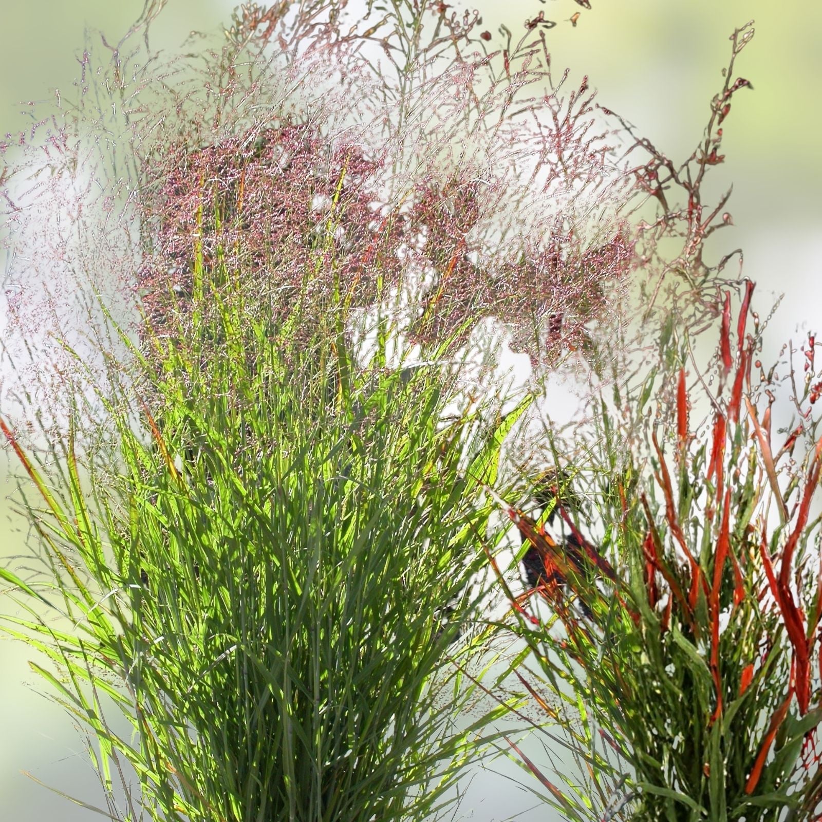 Switchgrass Seeds 1,000 Count - Fast Growing Prairie Grass - Panicum virgatum - Native Ornamental Grass for Landscaping