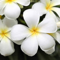 Plumeria Cuttings 8-12 inch Unrooted White or Rainbow Frangipani Variety for Garden, Patio, Indoor Planting