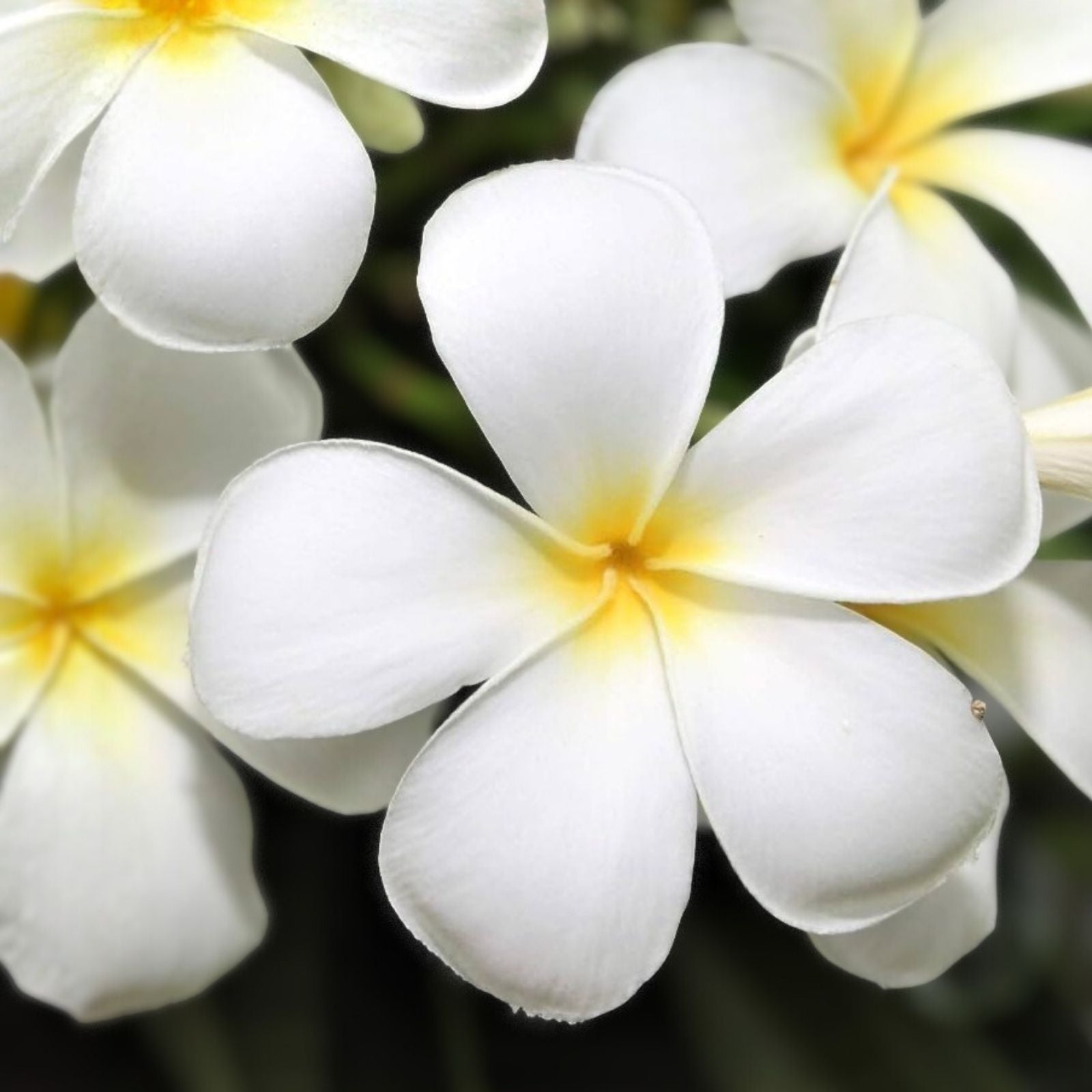 Plumeria Cuttings 8-12 inch Unrooted White or Rainbow Frangipani Variety for Garden, Patio, Indoor Planting