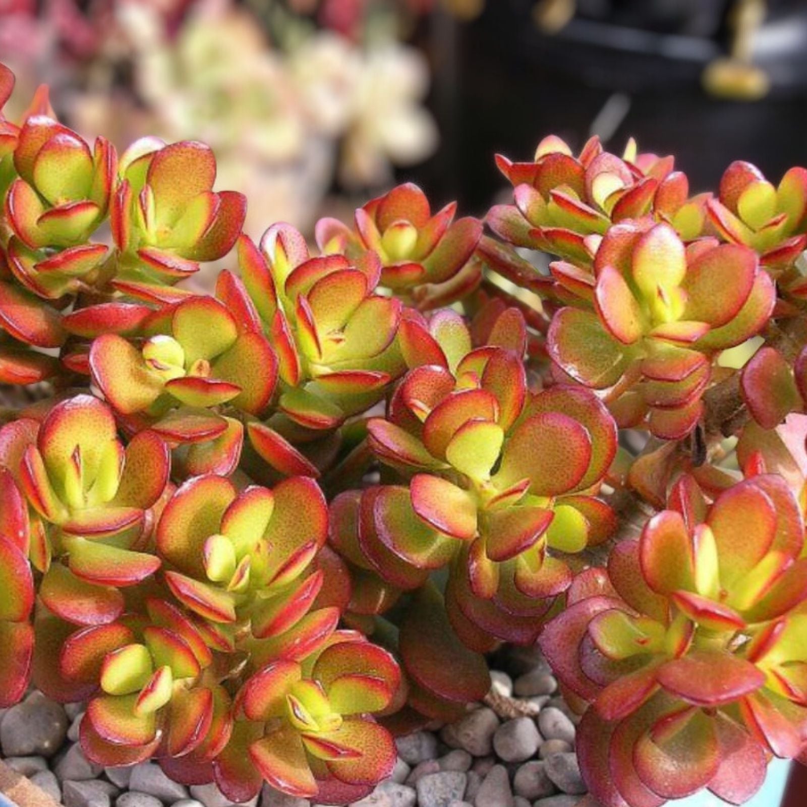 Live Succulent Plant Crassula Ovata Croby’s Compact Jade Indoor Houseplant Bonus Plant