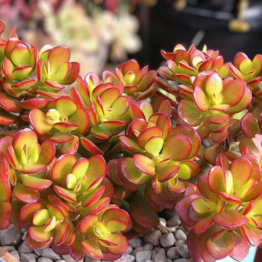Live Succulent Plant Crassula Ovata Croby’s Compact Jade Indoor Houseplant Bonus Plant