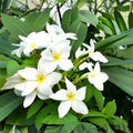 Live Plumeria Cutting Yellow Tropical Fragrant Flowering Plant - Plumeria spp. Houseplant, Starter Plant, Bare Root