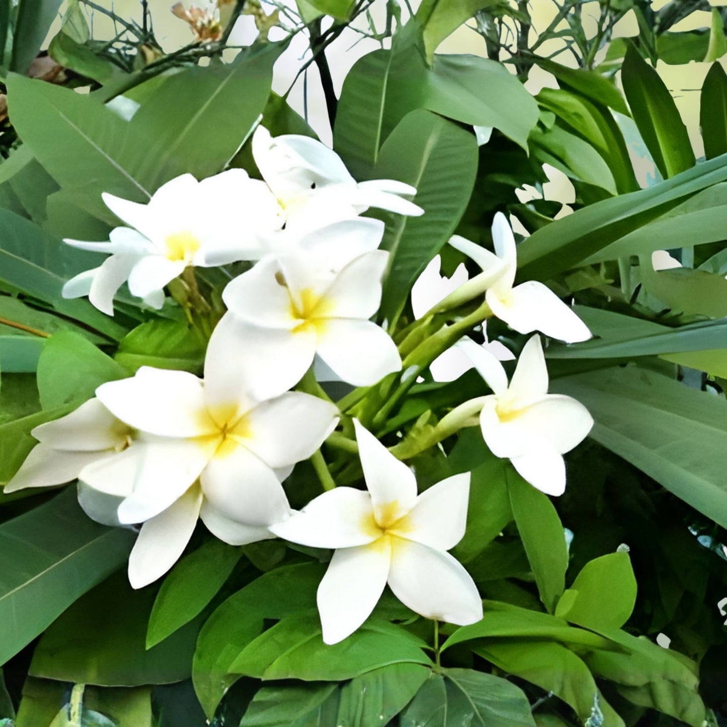 Live Plumeria Cutting Yellow Tropical Fragrant Flowering Plant - Plumeria spp. Houseplant, Starter Plant, Bare Root