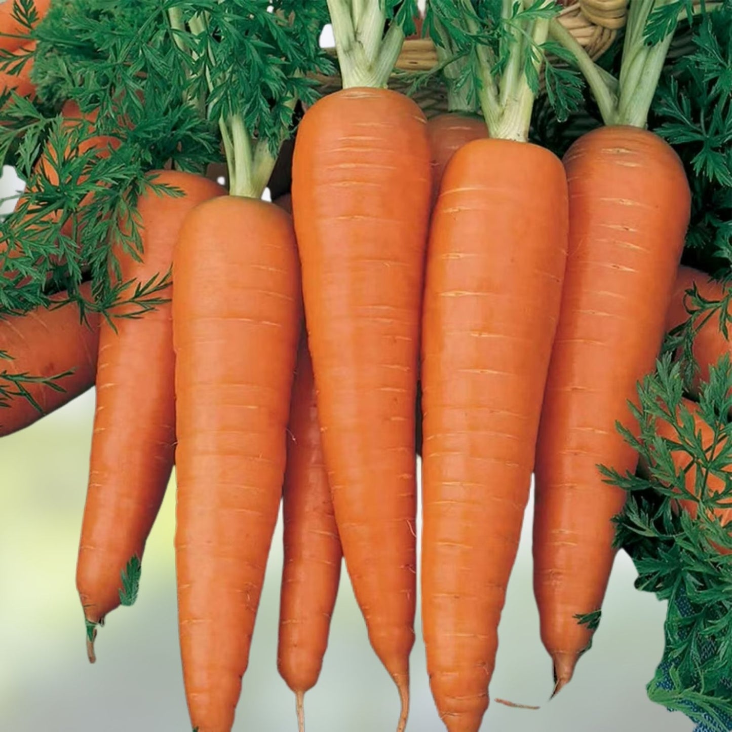 Heirloom Carrot Seeds Non-GMO Danvers Half Long Vegetable Seeds for Garden, Daucus carota, 500+ Starter Plants, Live Plant, Cutting