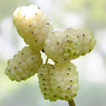 White Mulberry Cuttings 10 Pack Morus alba Grafting & Rooting Live Plant Starter Bare Root