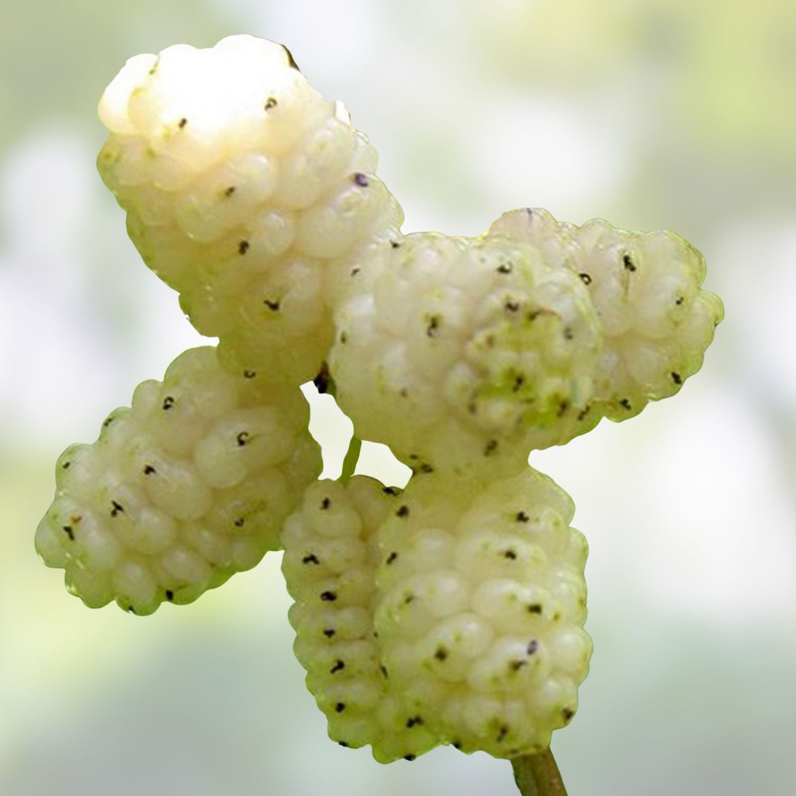 White Mulberry Cuttings 10 Pack Morus alba Grafting & Rooting Live Plant Starter Bare Root
