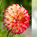 Dahlia Lady Darlene Live Bulb Tuber Yellow Red Blooms Perennial Flower Plant 8-10"