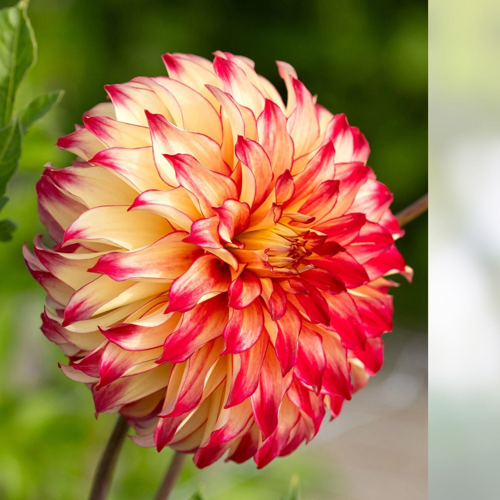 Dahlia Lady Darlene Live Bulb Tuber Yellow Red Blooms Perennial Flower Plant 8-10"