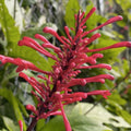 Red Firespike Plant Cuttings – 6 Organic Odontonema strictum for Butterfly and Hummingbird Gardens