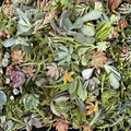Succulent Cutting Set 3 Varieties Live Plants Assorted Box for Planting and Decor