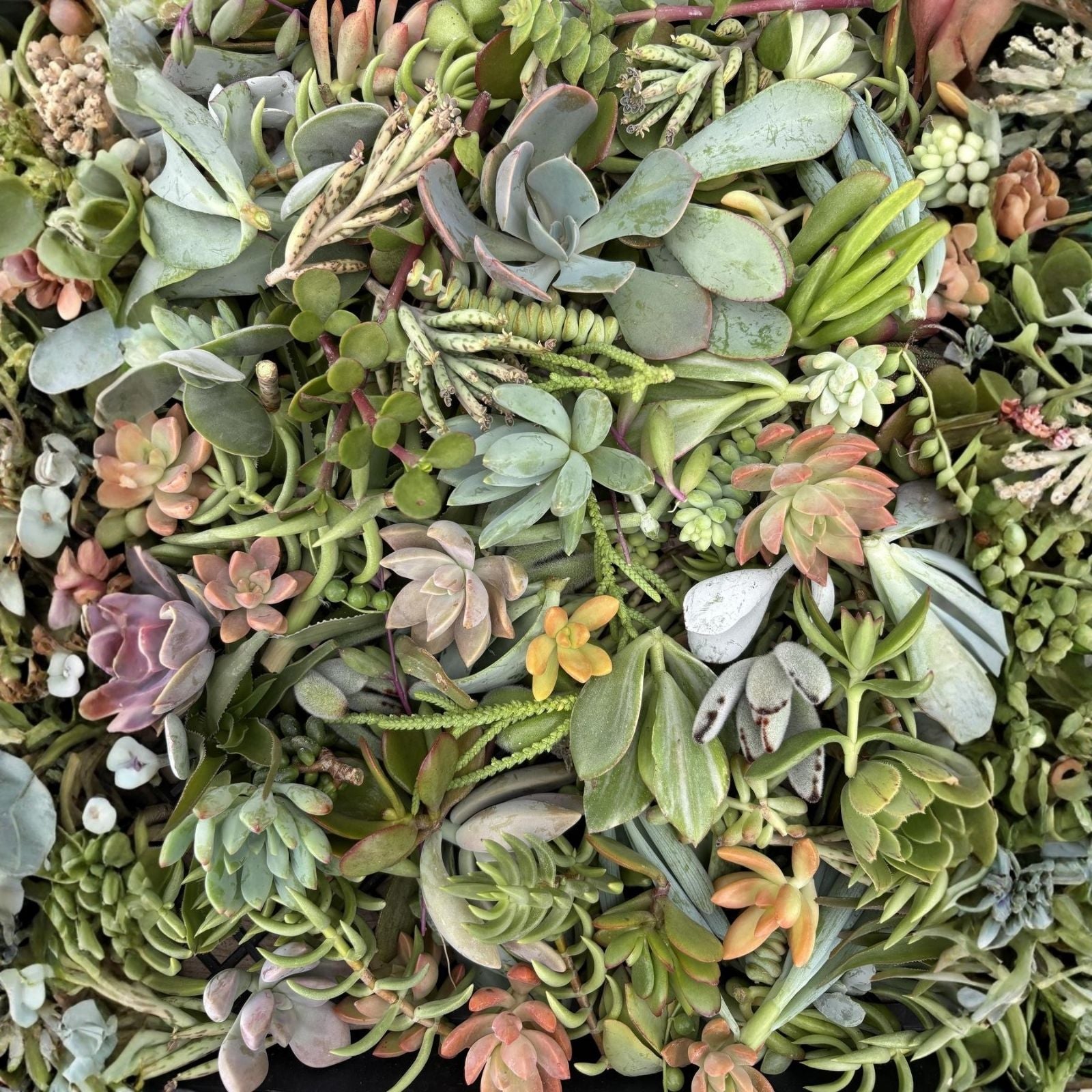 Succulent Cutting Set 3 Varieties Live Plants Assorted Box for Planting and Decor