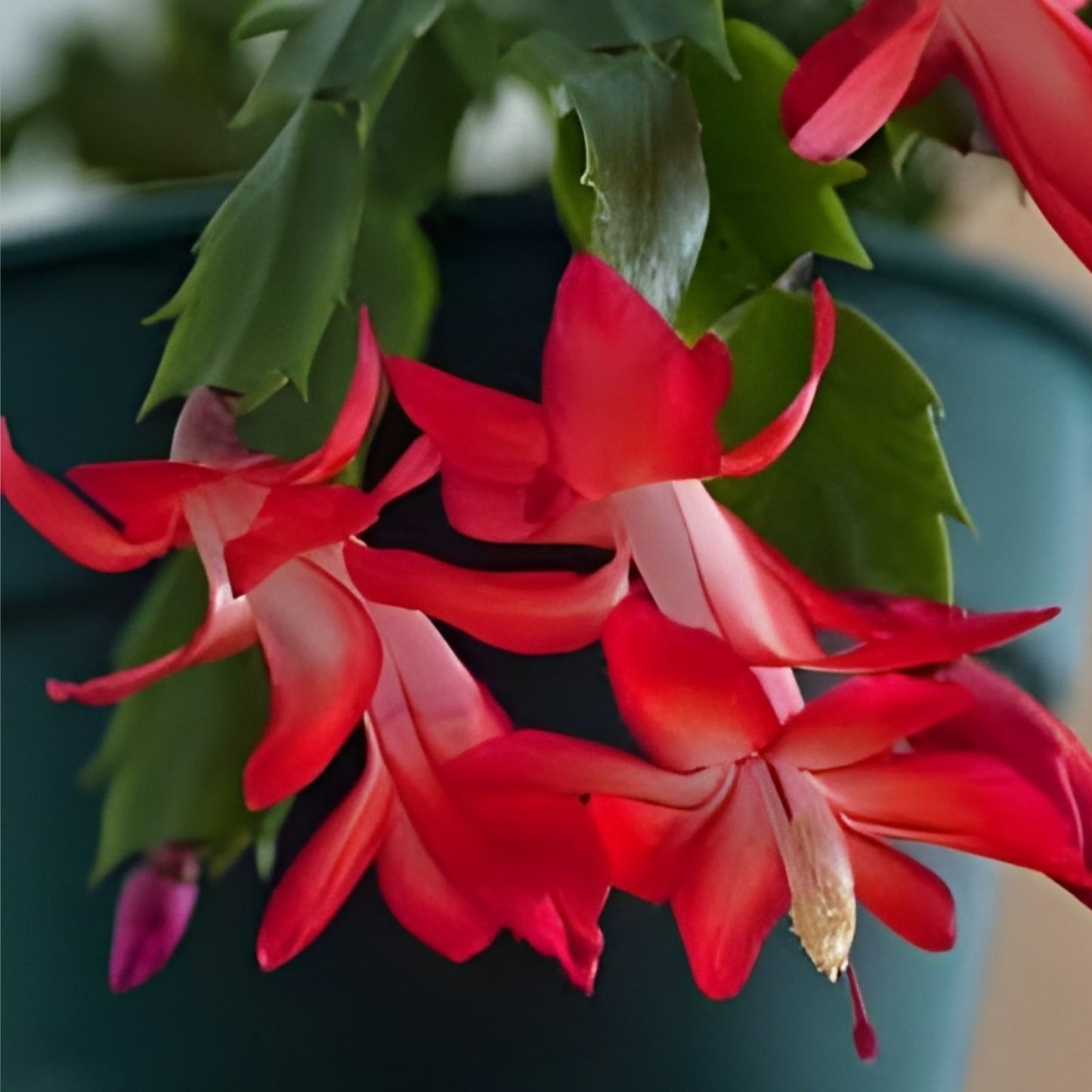 Thanksgiving Cactus Leaf Cuttings, Schlumbergera Propagation, Unrooted Succulent Starter, Holiday Plant Cuttings
