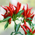 Thai Hot Pepper Seeds 20 Count Heirloom Capsicum annuum Chili Pepper Live Plant Cutting Starter Plant