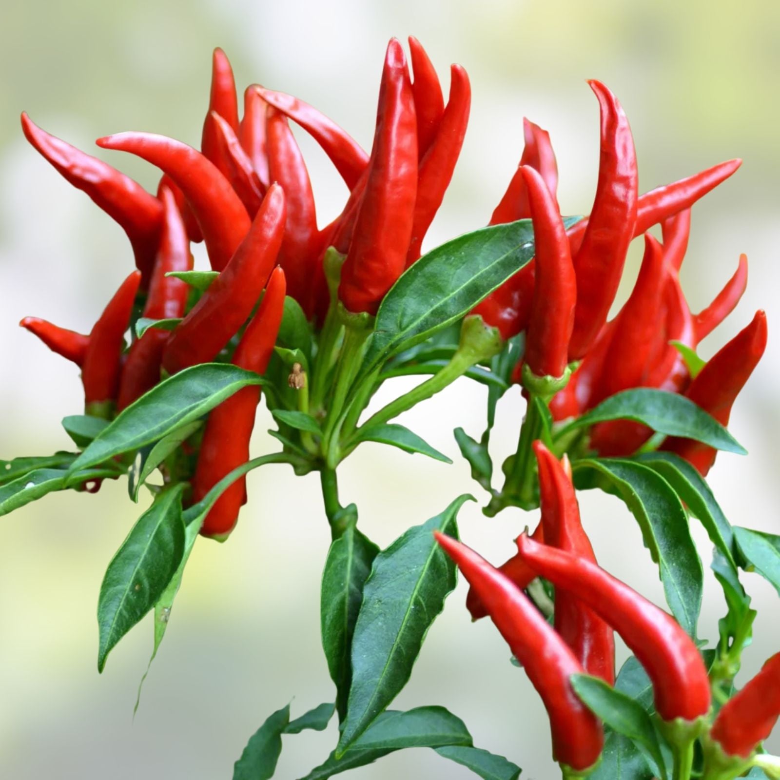 Thai Hot Pepper Seeds 20 Count Heirloom Capsicum annuum Chili Pepper Live Plant Cutting Starter Plant