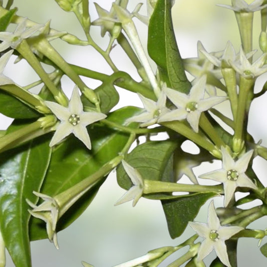 Night Blooming Jasmine Cuttings - Fragrant Cestrum nocturnum Live Plant Starter, Garden Plant, Houseplant, Bare Root, Cutting