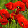 Red Poppy Seeds 1000 Pack – Papaver rhoeas Flower Seeds for Planting, Annual Garden Plant, Bulk Seed Pack