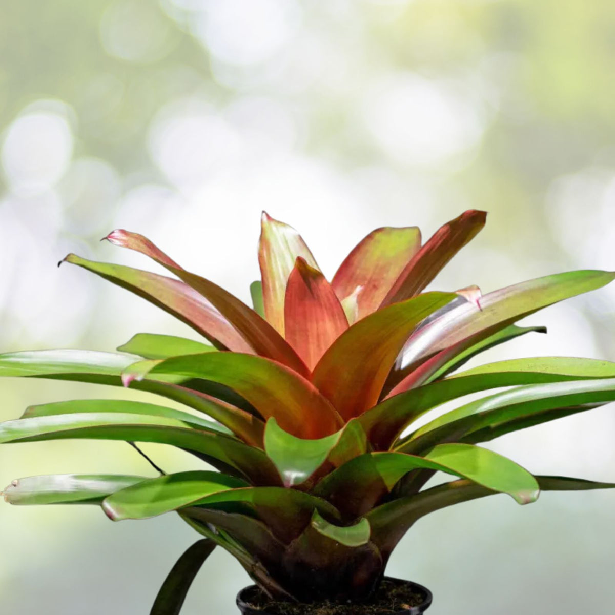 Alcantarea Imperialis Red Bromeliad Plant in 9" Pot - Large Green Foliage with Red Underside - Alcantarea Imperialis ‘Red’