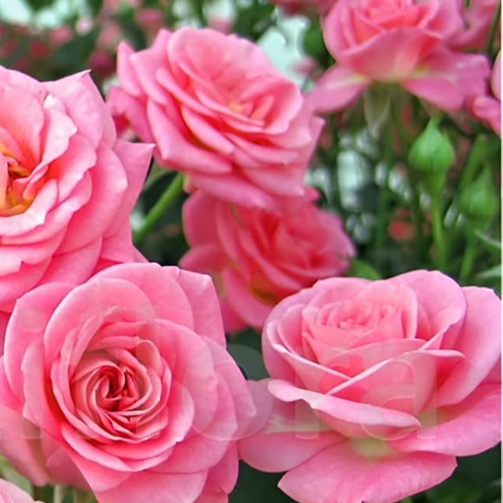 Queen of Elegance Rose Cuttings 10 Inch | Rosa Queen of Elegance Live Plant Flowering Garden Planting Material