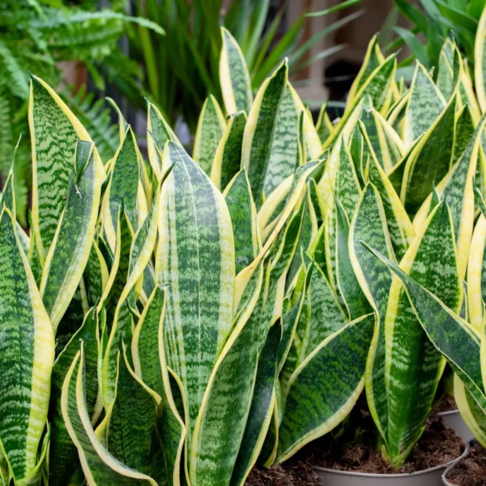 Green Sugarcane Plant in One Gallon Pot, Saccharum officinarum, Tropical Gardening, Edible Landscape, Live Plant