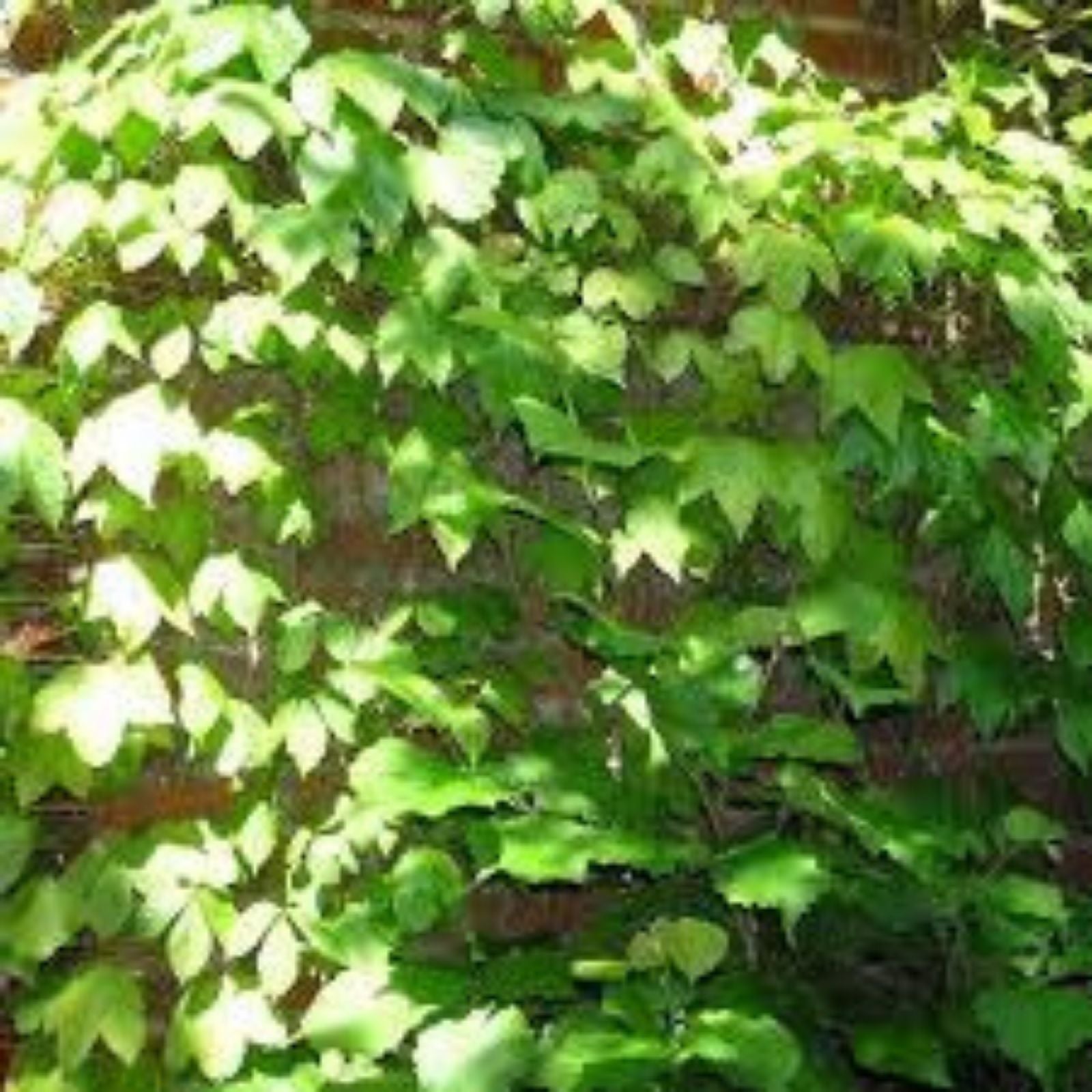 Buckeye Tree Seeds 2 Pack – Ohio State Tree, Aesculus glabra, Native Tree Seeds for Gardening and Landscaping