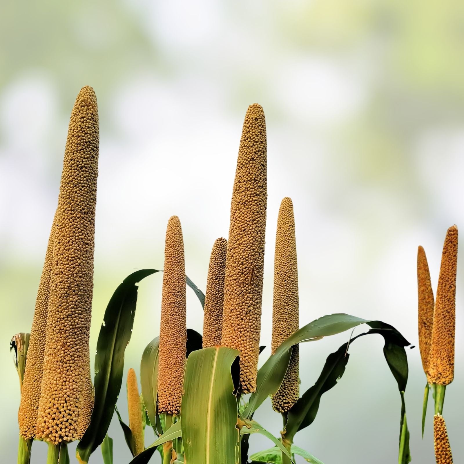 Pearl Millet Grass Seeds for Planting, Ornamental Pennisetum glaucum, Drought-Resistant, Fast-Growing Grass Seed