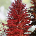 Blackgum Tree Live Plant Nyssa sylvatica Bare Root Shade Tree 12-24 Inches Landscaping Hardwood Tree