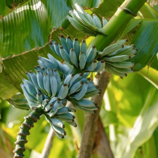 Live Banana Tree Starter Plant Musa Ice Cream Blue Java Tropical Fruit Plant Small Rooted Houseplant