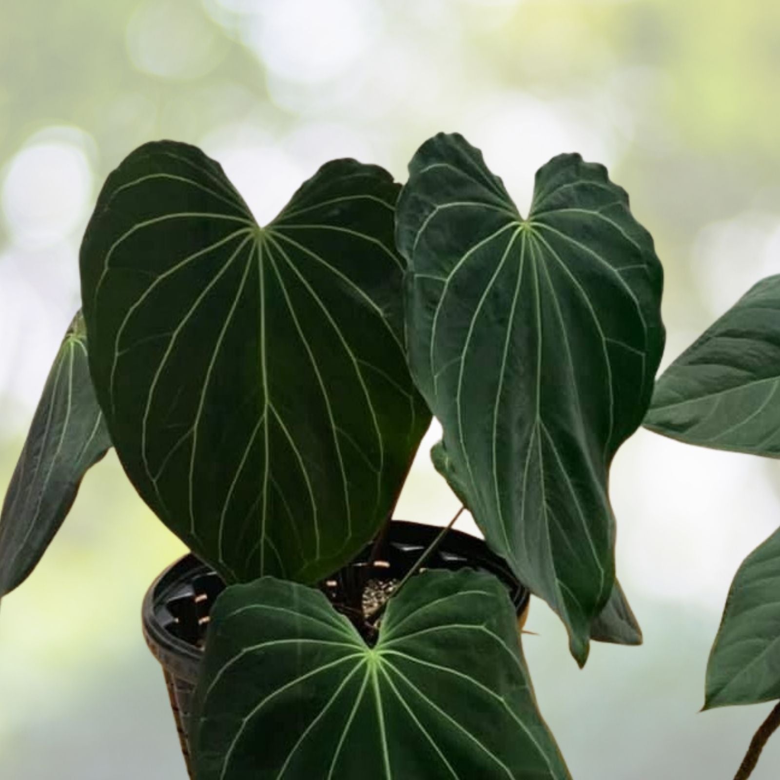 Anthurium Carlablackiae Cutting | Rare Tropical Indoor Plant | Unique Houseplant | Live Plant or Starter Plant