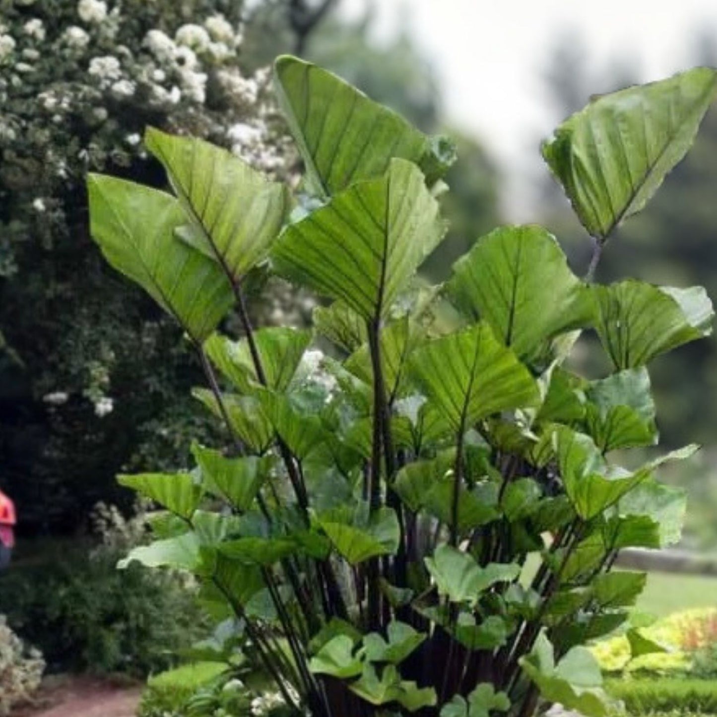 Colocasia esculenta Elephant Ear Starter Plant | Tropical Foliage | Live Indoor or Garden Plant | Small Rooted Cutting