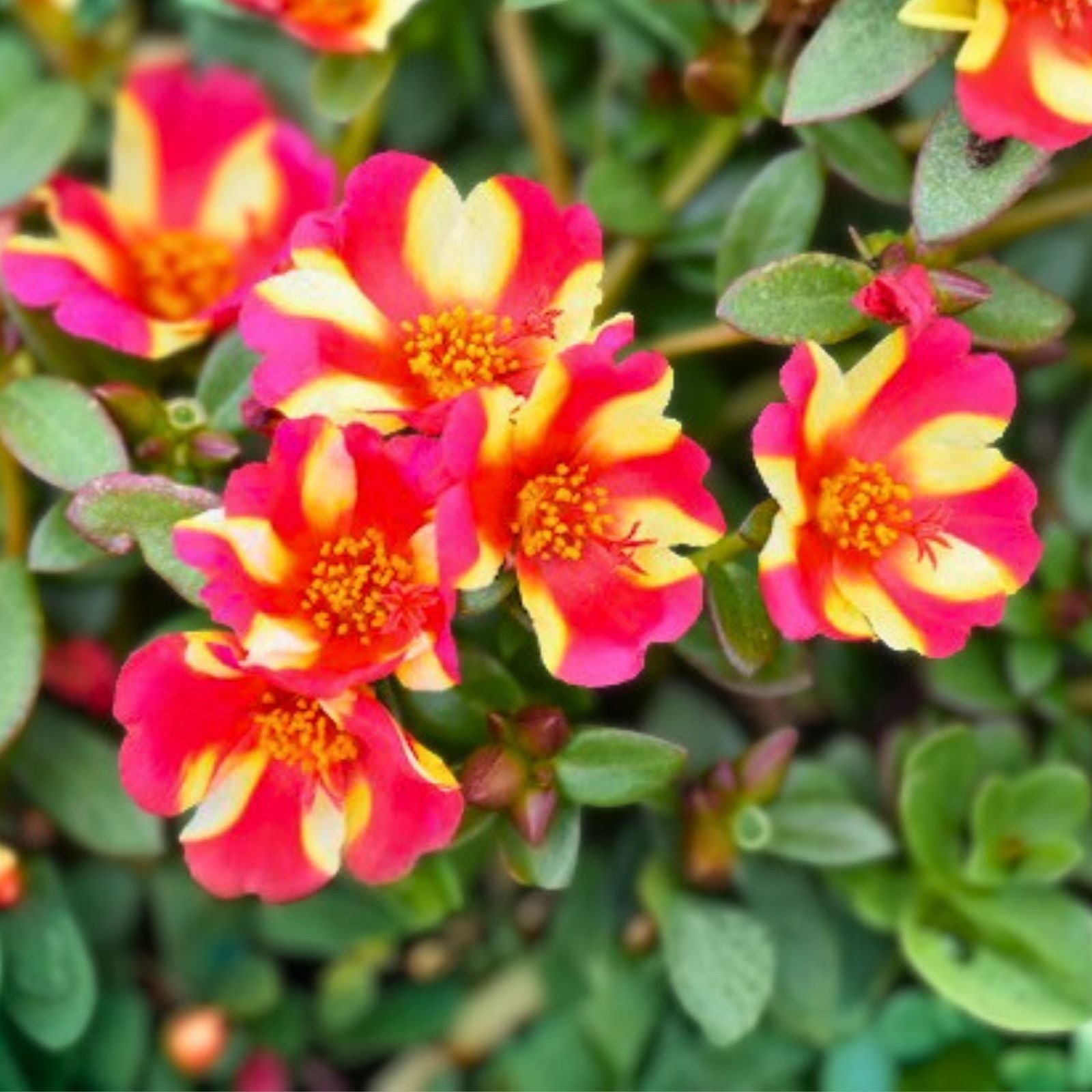 Watermelon Punch Portulaca Succulent Ground Cover Plant Live Cutting Easy Care Drought Tolerant Houseplant