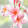 Rooted Plumeria Cutting Fuchsia Queen Plumeria rubra Tropical Flowering Plant 16" Garden Container Houseplant