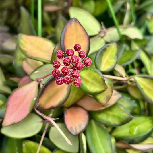 Hoya aff. Burtoniae Cutting – Rare Wax Vine Indoor Houseplant, Tropical Greenery, Live Starter Plant, Fast Shipping