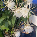 Epiphyllum Orchid Cactus Cuttings Bundle of 8 – White Flower Succulents, Epiphyllum spp. | Live Plant Propagation