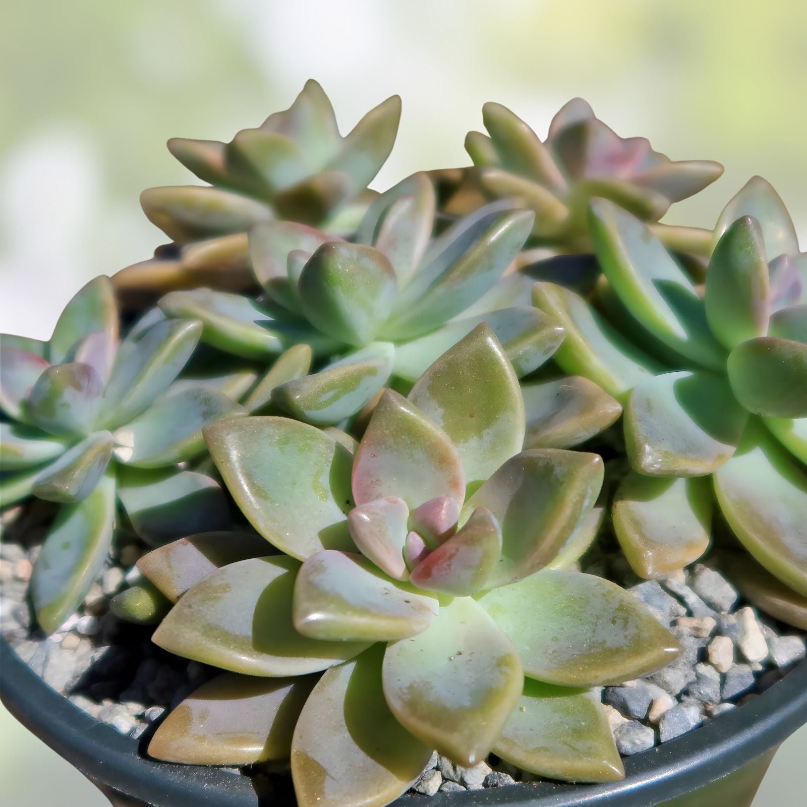 Graptopetalum Ghost Plant Succulent Cuttings 8 Pack Live Indoor Houseplant Easy Care Starter Plant