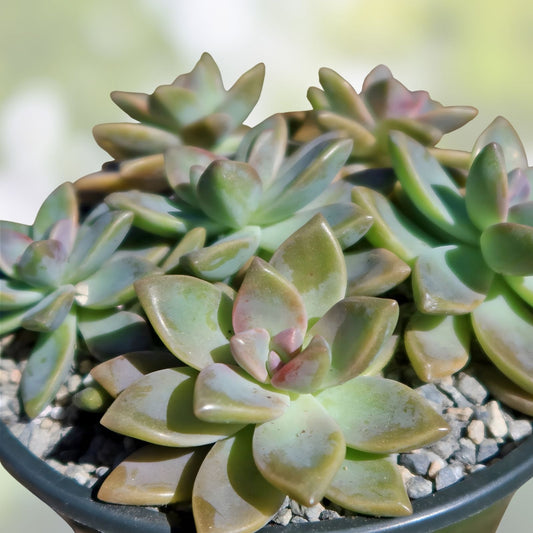 Graptopetalum Ghost Plant Succulent Cuttings 8 Pack Live Indoor Houseplant Easy Care Starter Plant
