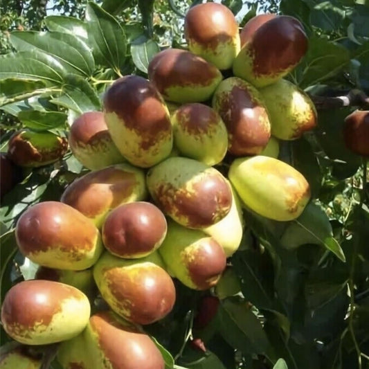 Jujube Tree Cuttings 8" Thin Redlands #4 Grafting Scion Ziziphus jujuba Fast Growing