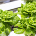 Butterhead Lettuce Seeds 500 Non-GMO Heirloom Buttercrunch Organic Lactuca sativa Garden Starter Plant