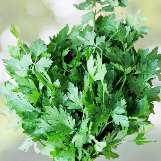 Large Herb Seed Collection 13 Organic Culinary Herbs for Home Garden, Live Plants, Cuttings, Starter Plants