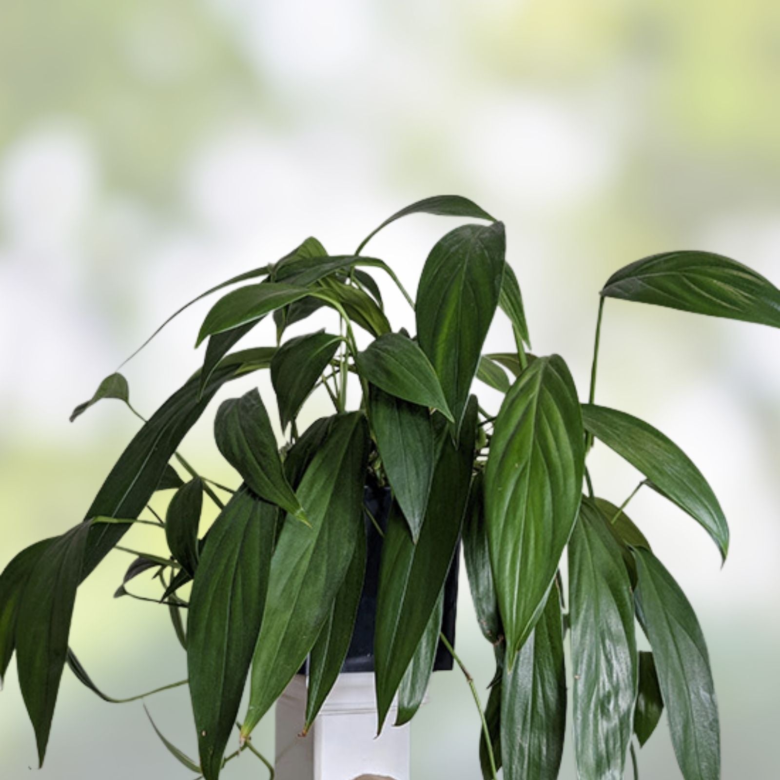 Epipremnum Amplissimum Pothos Cutting - Rooted Stem - Rare Indoor Houseplant - Live Plant, Starter Plant, Houseplant