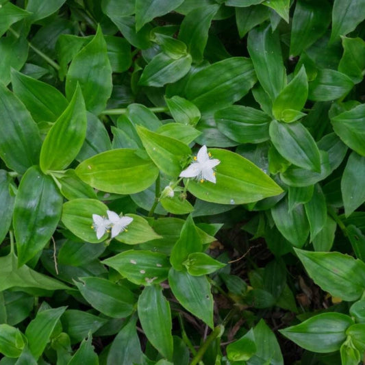 Green Wandering Jew Plant Cutting, Tradescantia Aurea 'Inch Plant', 12 Inch Live Houseplant, Propagation Starter, Unrooted Cutting