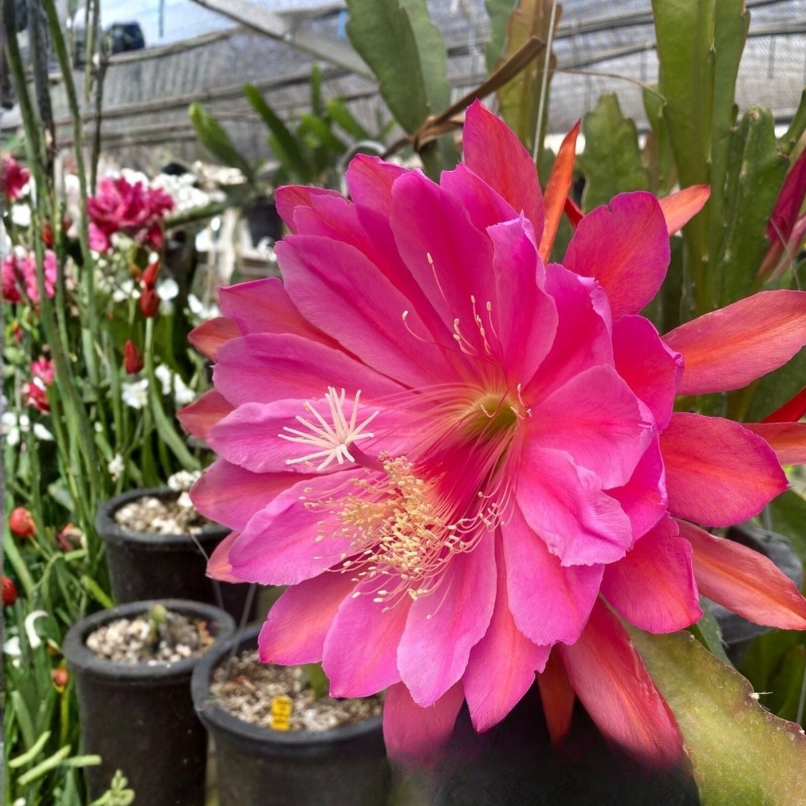 Epiphyllum Blue Paradise Unrooted Cutting Rare Orchid Cactus Exotic Indoor Houseplant Blue Flowers