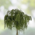 Weeping Willow Cuttings Salix Babylonica Live Plant Propagation Bonsai Starter Bare Root
