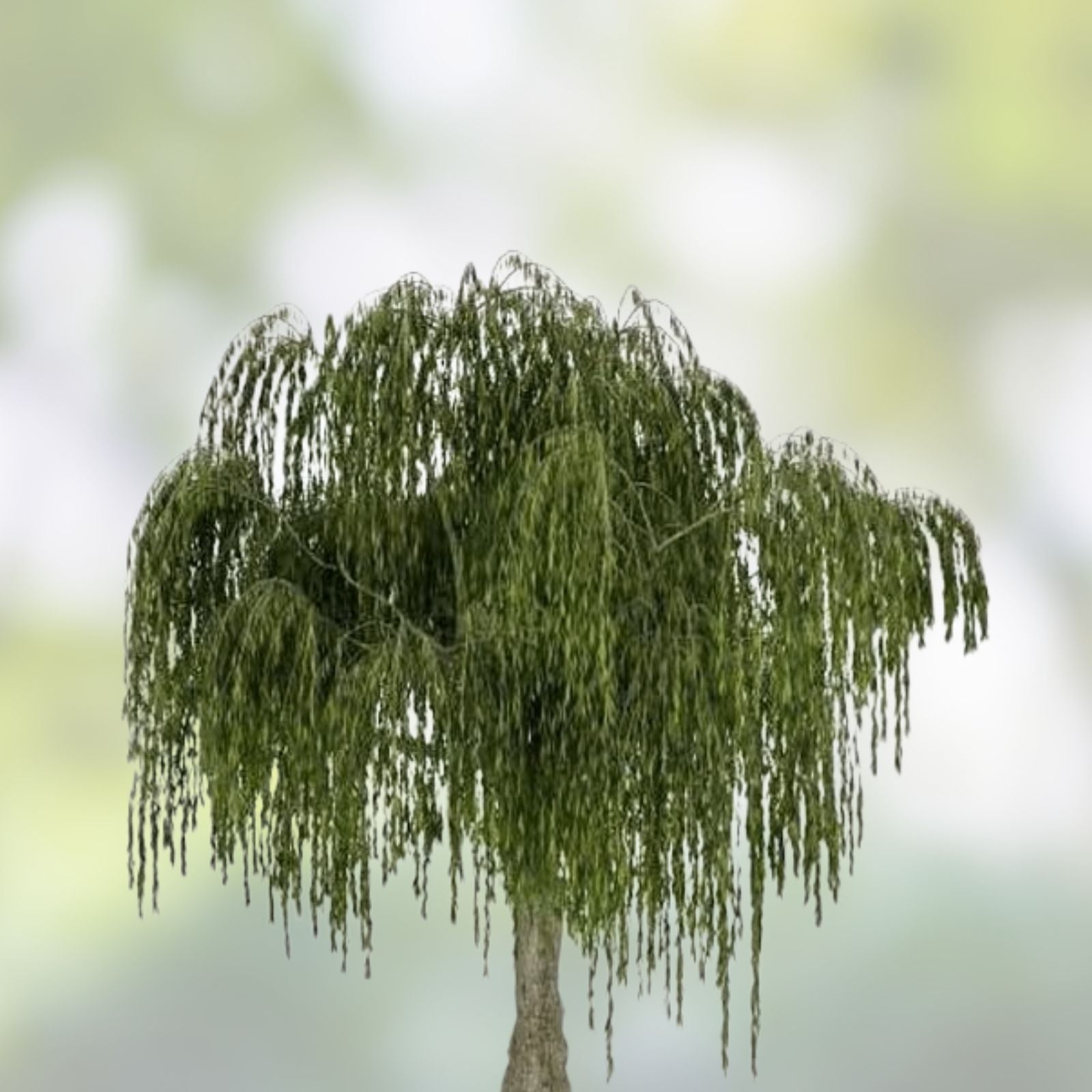 Weeping Willow Cuttings Salix Babylonica Live Plant Propagation Bonsai Starter Bare Root