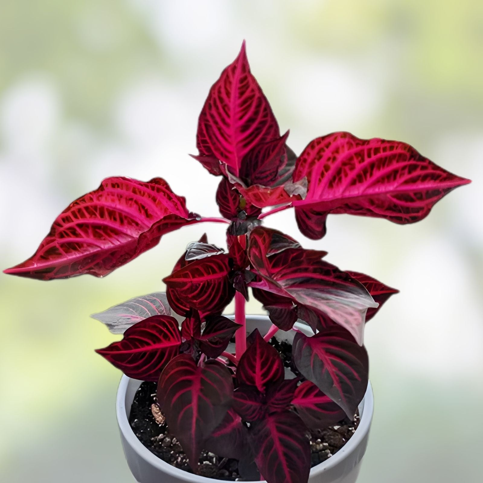 Rare Bloodleaf Plant Iresine herbstii Live Houseplant Pink Green Foliage Cutting Starter Plant