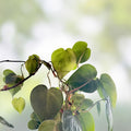 Heart Leaf Philodendron Cuttings - 10 Live Unrooted Plantlets - Philodendron hederaceum - Indoor Trailing Green Foliage Plant