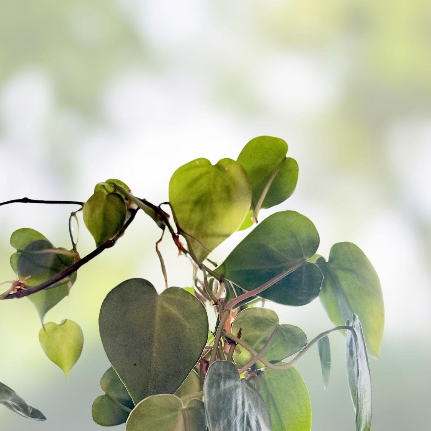 Heart Leaf Philodendron Cuttings - 10 Live Unrooted Plantlets - Philodendron hederaceum - Indoor Trailing Green Foliage Plant