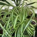Live Spider Plant Cuttings Chlorophytum comosum Indoor Houseplant Fully Rooted Starter Plant